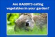 Using animal repellent to keep rabbits out of your yard