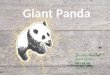 Giant Panda by Vinantia Nandlal