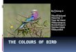 Kel ii pigmentasi (the colours of bird)