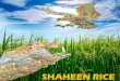 Shaheen Rice catalogs