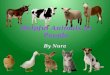 Helpful Animals by N