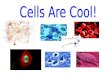 Cells are cool ppt