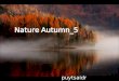 楓情 Nature autumn 5