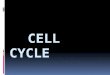 2 cell & cell cycle