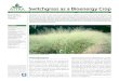 Switchgrass as a Bioenergy Crop