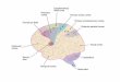 Motor cortex - Inputs, Outputs and functions in brief