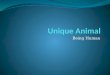 Unique animal - Being Human -