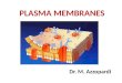 Plasma membranes