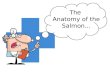 Salmon Anatomy