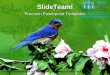 Eastern blue bird animals power point templates themes and backgrounds ppt layouts