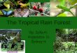 6th Period Tropical Rain Forest