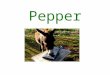 Quien es Pepper?