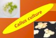 Callus culture ppt