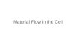 Material flow in the cell ap bio