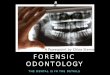 Forensic Odontology By Chloe Sterner