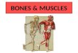 Bones and muscles