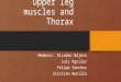 Upper leg muscles and Thorax