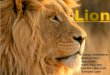 Lions Group (2E3)