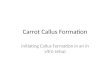 Carrot callus formation