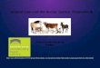Introduction: Animal Law Presentation