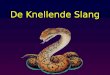 De knellende band, The cyclus of live and death
