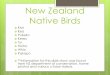 NZ Native Birds Presentation