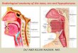 Presentation1.pptx, radiological anatomy of the naso, oro and hypopharynx