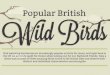 Popular British Wild Birds