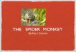 Rory spider monkey