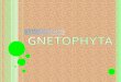 GNETOPHYTA- gymnosperm