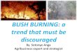 Bush burning by sotonye anga presented 2001