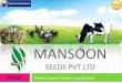 Seed Manufacturer In Pune: Mansoon Seeds Pvt Ltd