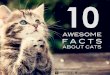 10 Awesome Facts about Cats