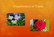 Classification of plants school