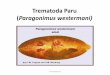 paragonium westermani
