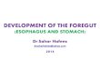 Development of the foregut (esophagus and stomach