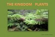 Kingdom plant