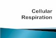 Cell resppresentationforuc (rev)