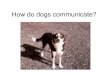 How do dogs communicate