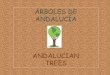 Andalucian trees CEIP Luis Cernuda