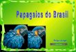 Papagaios Do Brasil