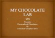 My chocolate lab