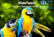 Loving macaw animals power point templates themes and backgrounds ppt layouts