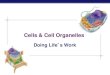 Unit 3 - Ch 7.3 Cell Organelles
