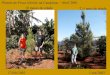 Plantio de Pinus na Campinus