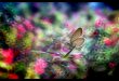 Beautiful Garden Insect- Photographer Nordin Seruyan