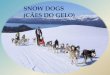 Snow Dogs (Cães do Gelo )