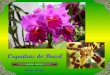 Orquideas Do Brasil