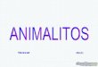 Animalitos Diapositivas