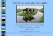 Embryo transfer in_cattle (1)